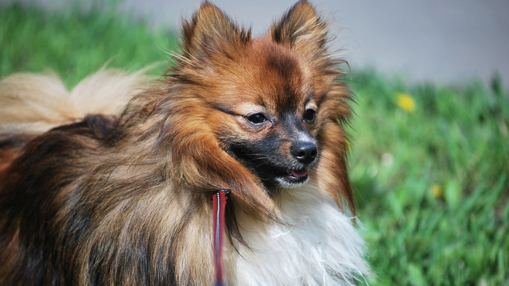 German Spitz sitting calmly indoors