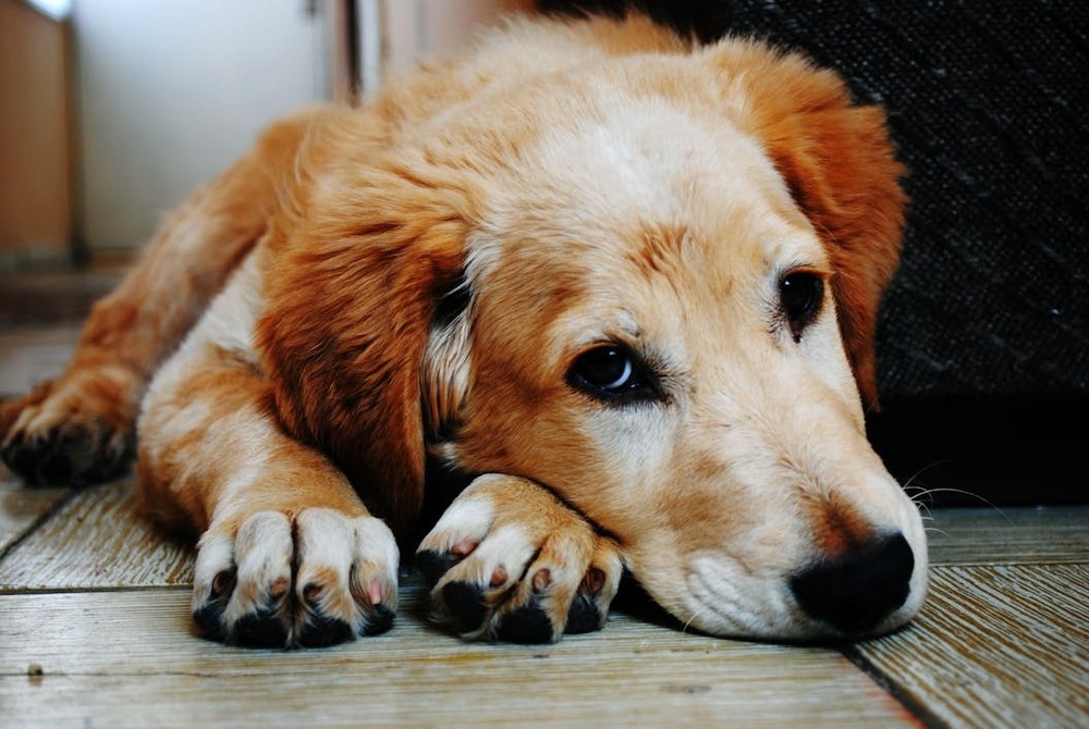 Ryukyu Inu close-up portrait