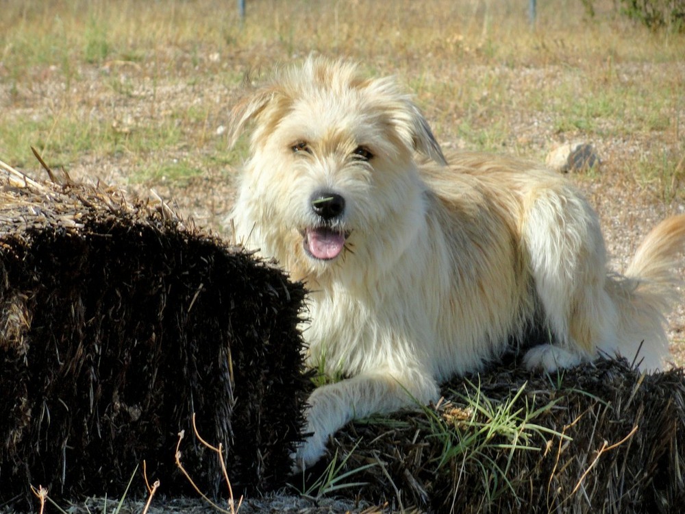 Portuguese Sheepdog with long shaggy coat