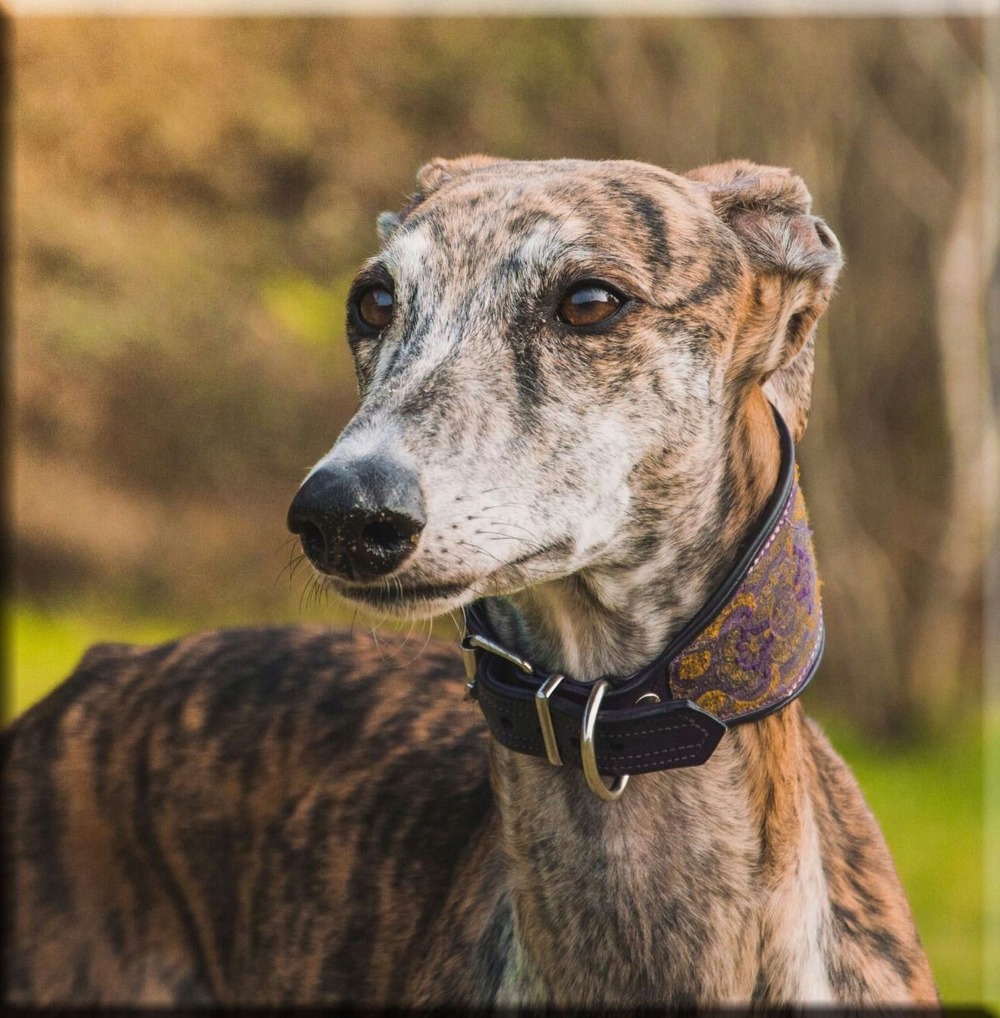 Galgo Español resting comfortably