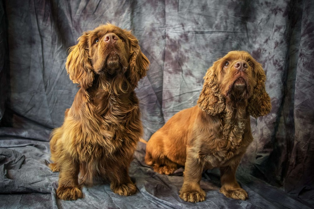 Sussex Spaniel resting on grass