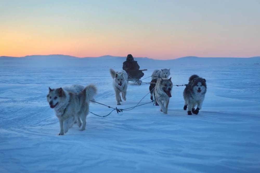 Chukotka sled dog looking attentive