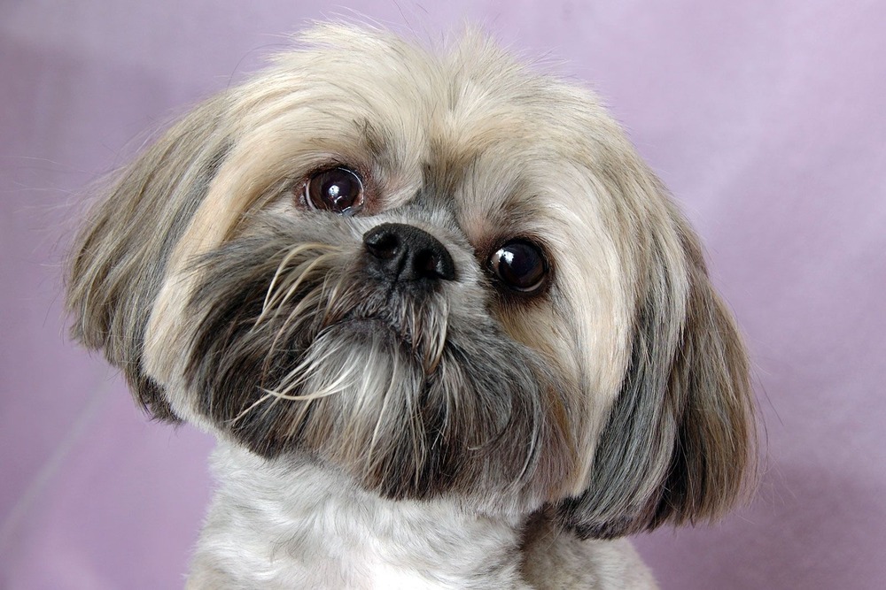 Lhasa Apso sitting calmly