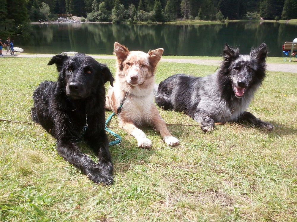 Pastore della Lessinia e del Lagorai standing outdoors