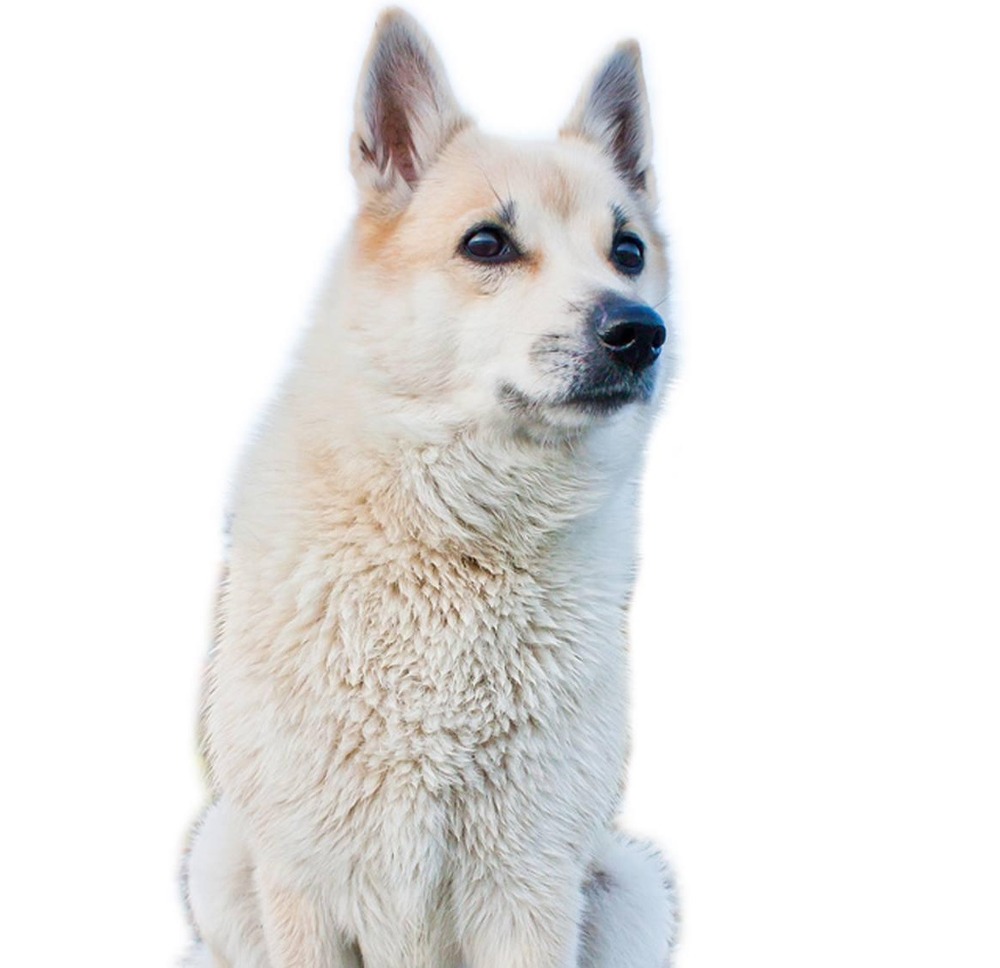 Norwegian Buhund standing outdoors