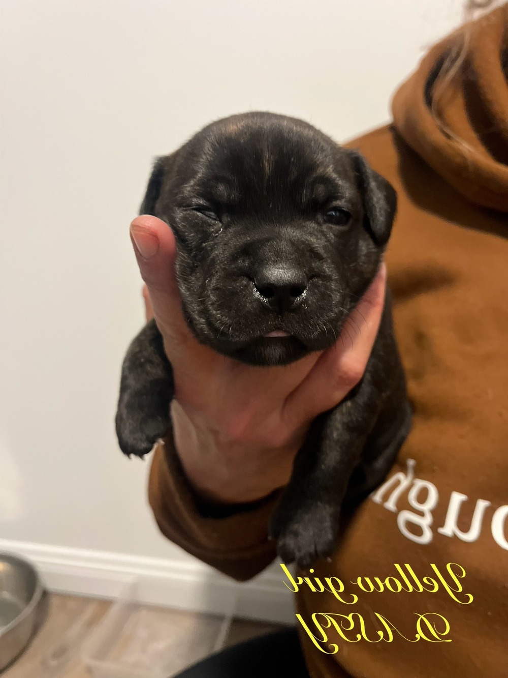 Staffordshire Bull Terrier on a lead during a walk
