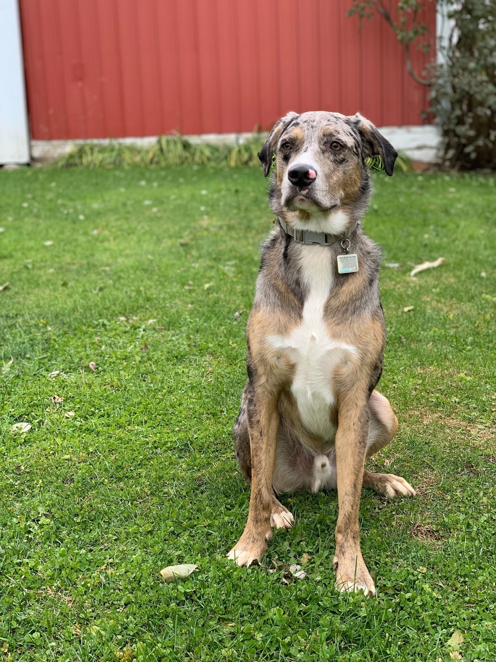 American Leopard Hound looking alert in a grassy area