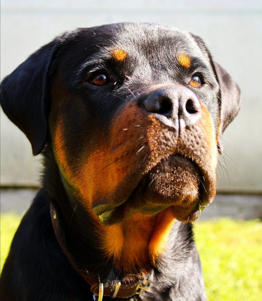 Adult Rottweiler standing outdoors
