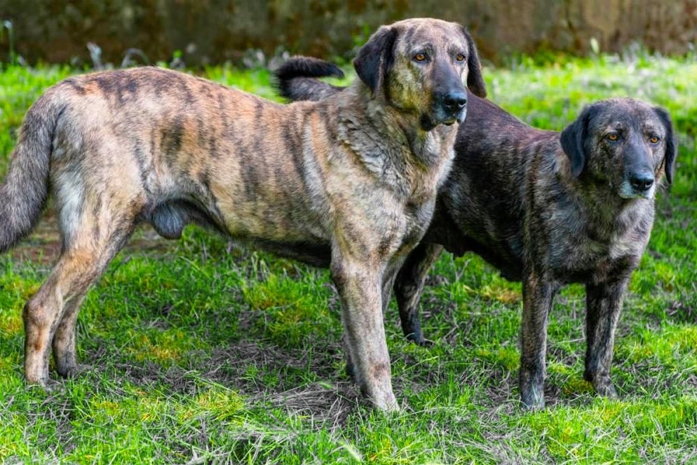Cao de Castro Laboreiro walking on a lead