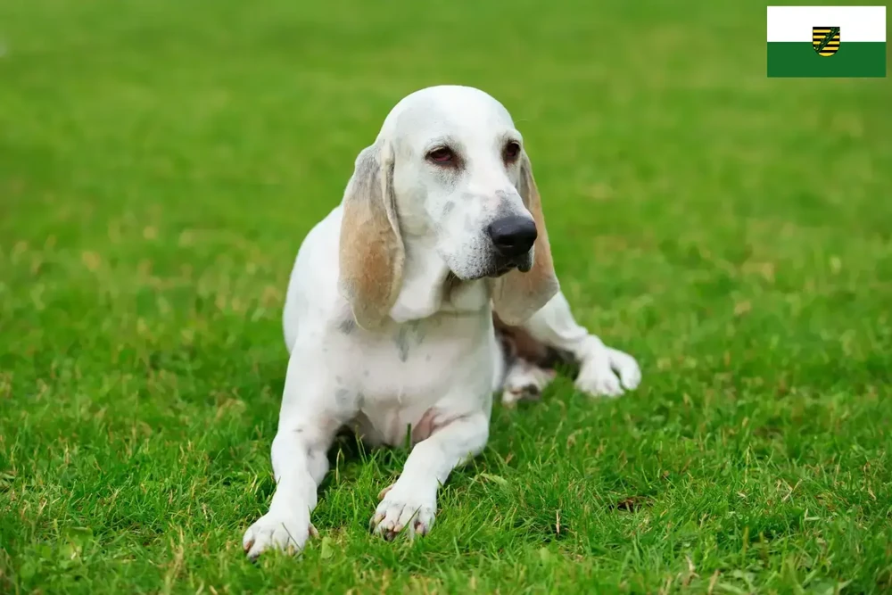 Billy dog head and shoulders