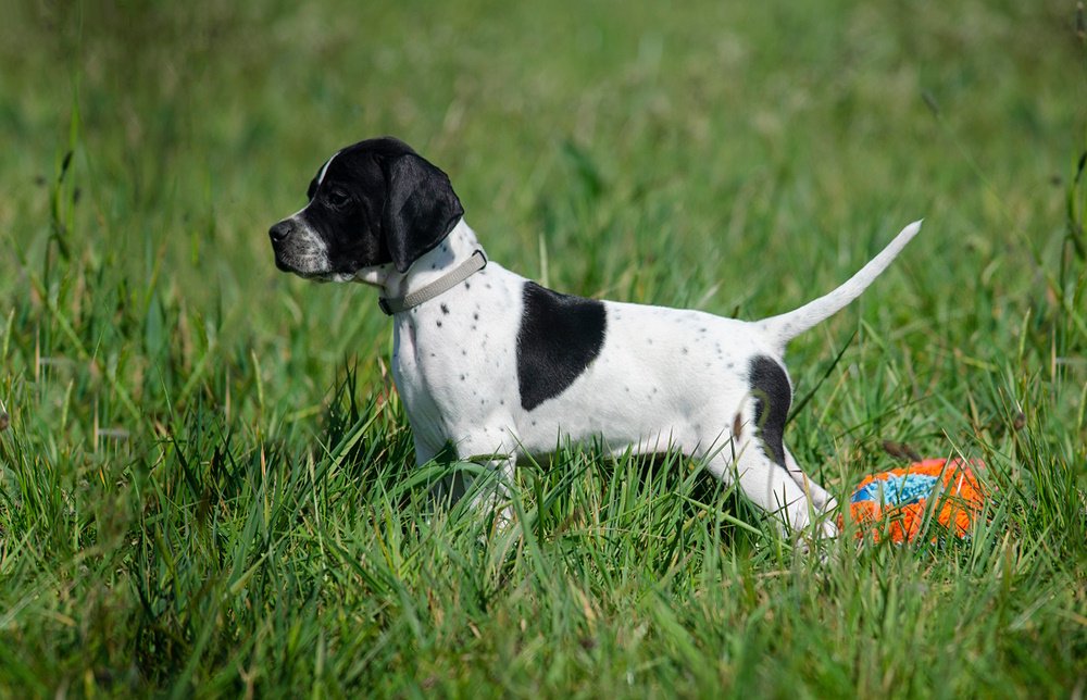 English Pointer standing alert outdoors