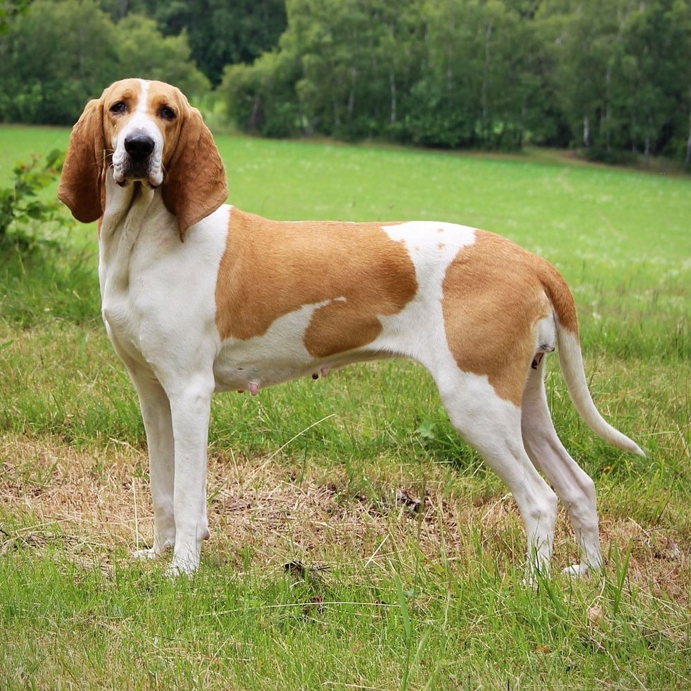 Swiss hound resting outdoors