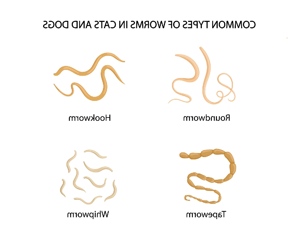 Diagram-style graphic about dog parasites