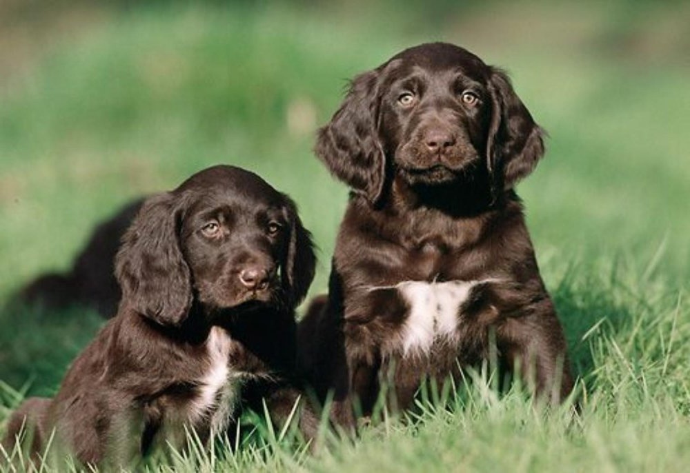 German Longhaired Pointer looking attentive