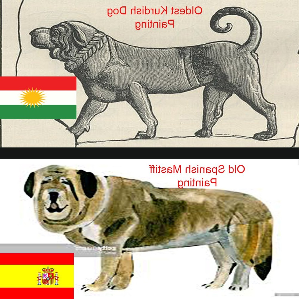 Kurdish Mastiff standing outdoors