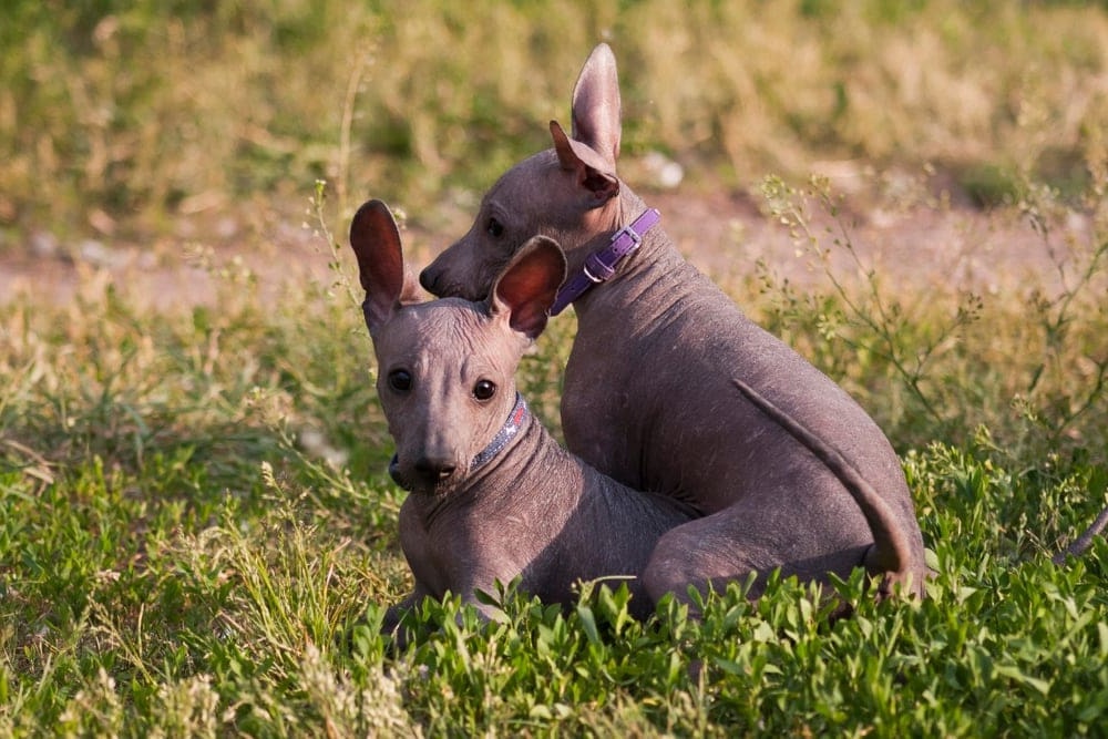 Xoloitzcuintle sitting attentively