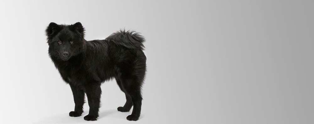 Swedish Lapphund sitting alert on grass