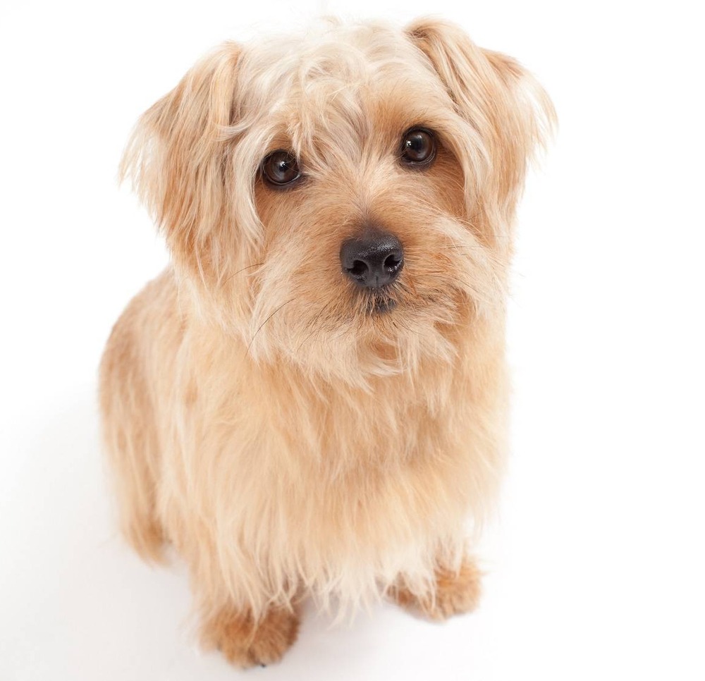 Norfolk Terrier coat close-up showing wiry texture