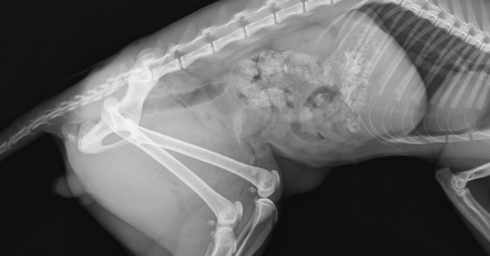 Dog moving with a focus on muscle and limb function