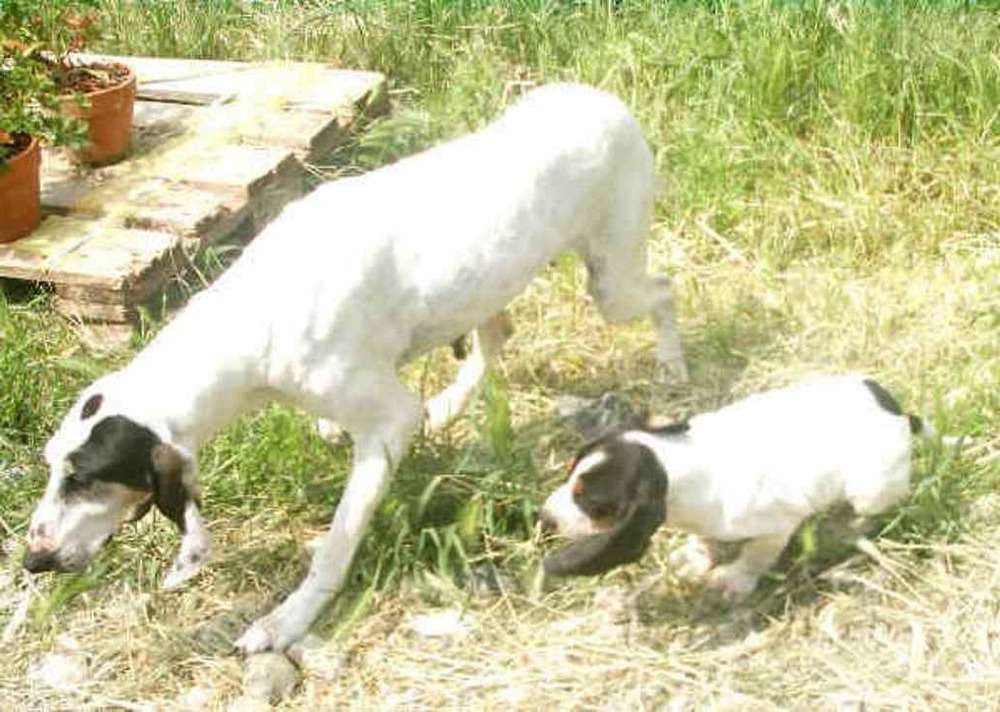 Close view of an Ariegeois hound face and ears