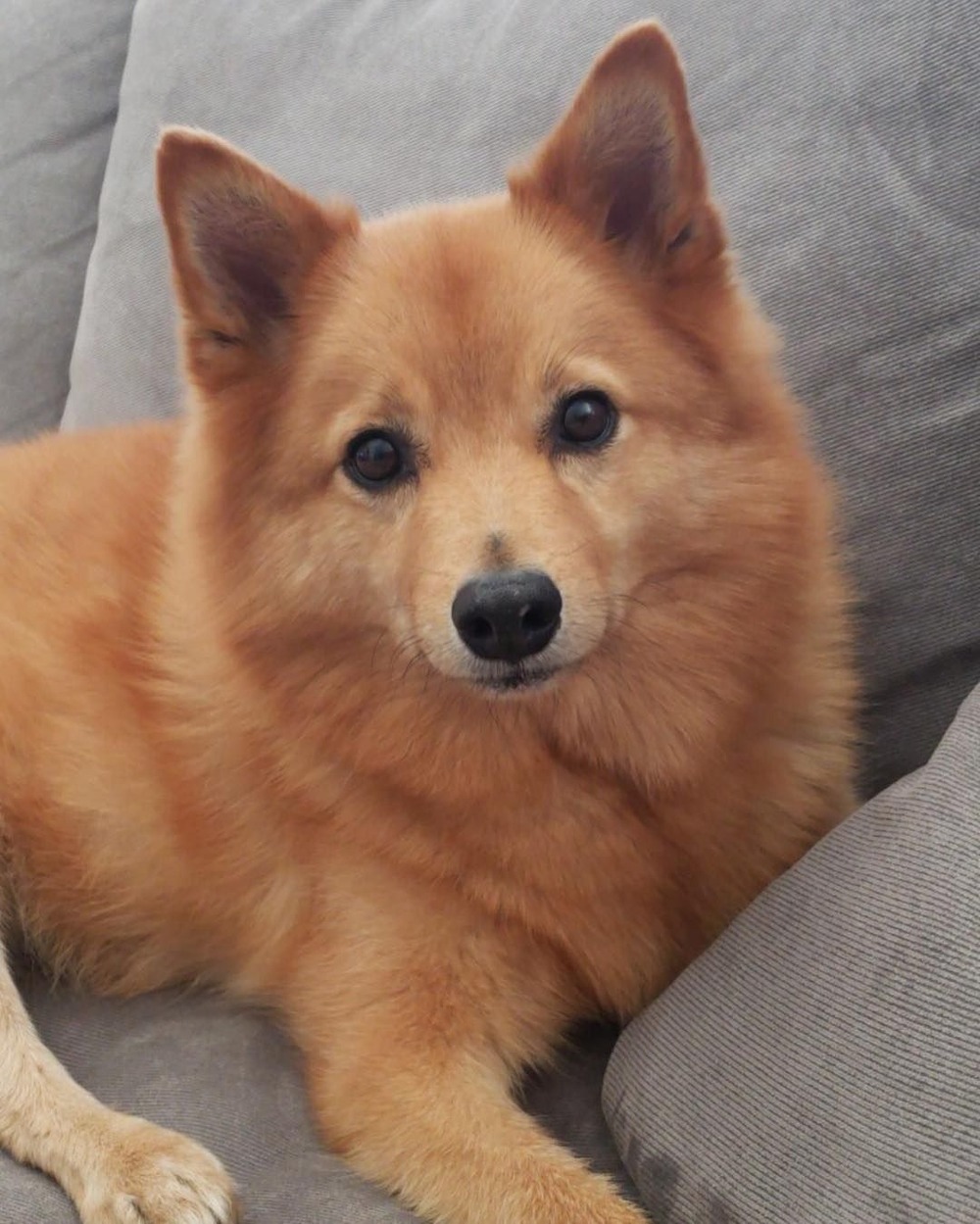 Finnish Spitz standing outdoors