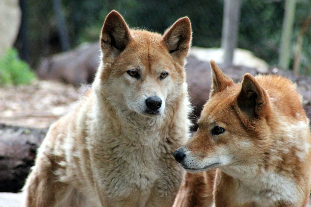 Dingo standing in open bushland