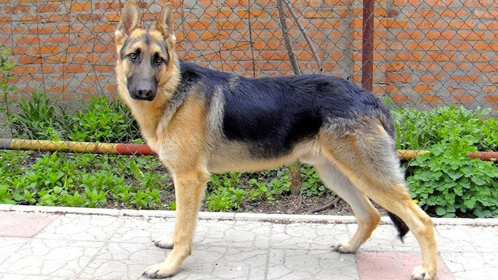 East European Shepherd on alert with upright ears