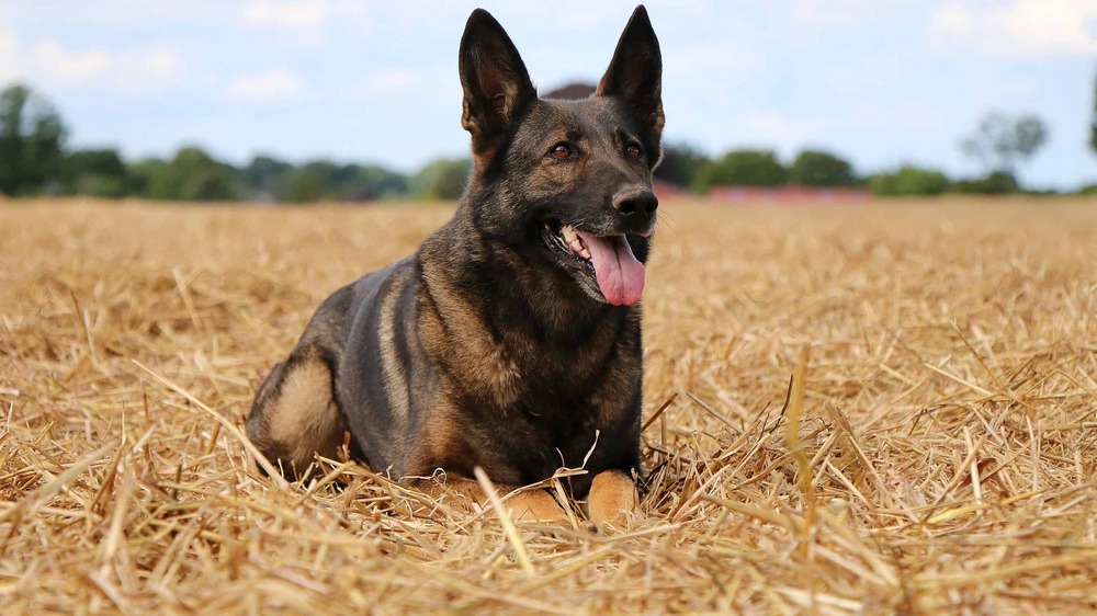 Belgian Malinois sitting calmly outdoors