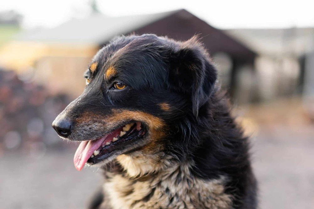 English Shepherd with medium-length coat