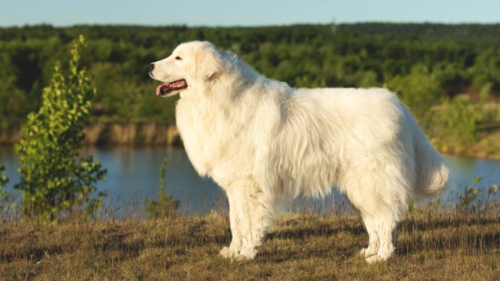 White livestock guardian dog standing outdoors
