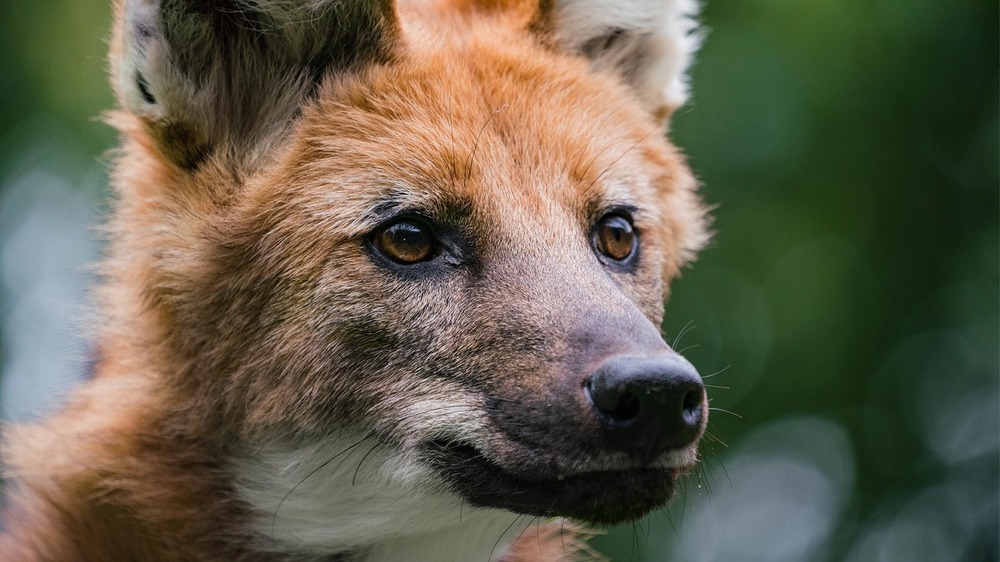 Small dog mid-step outdoors
