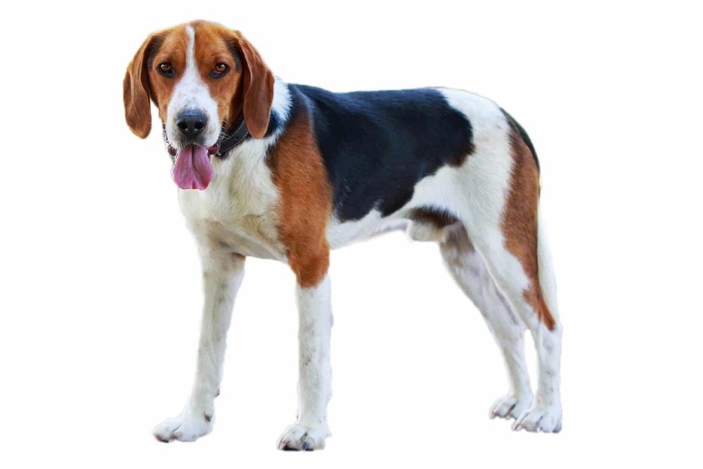 American Foxhound standing near trees