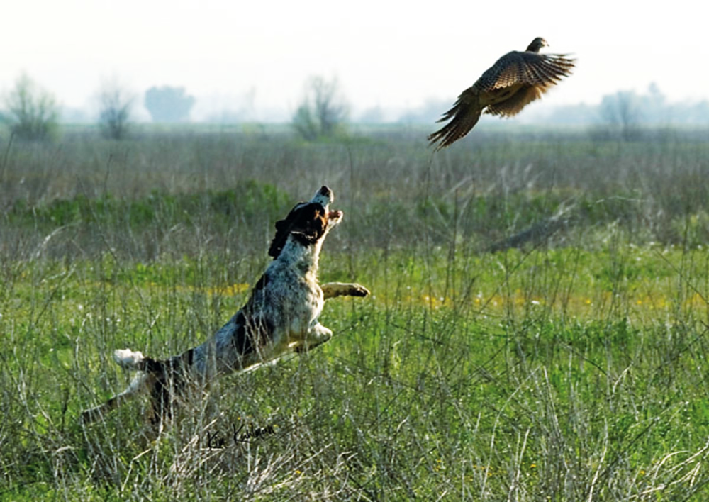Dog looking attentive