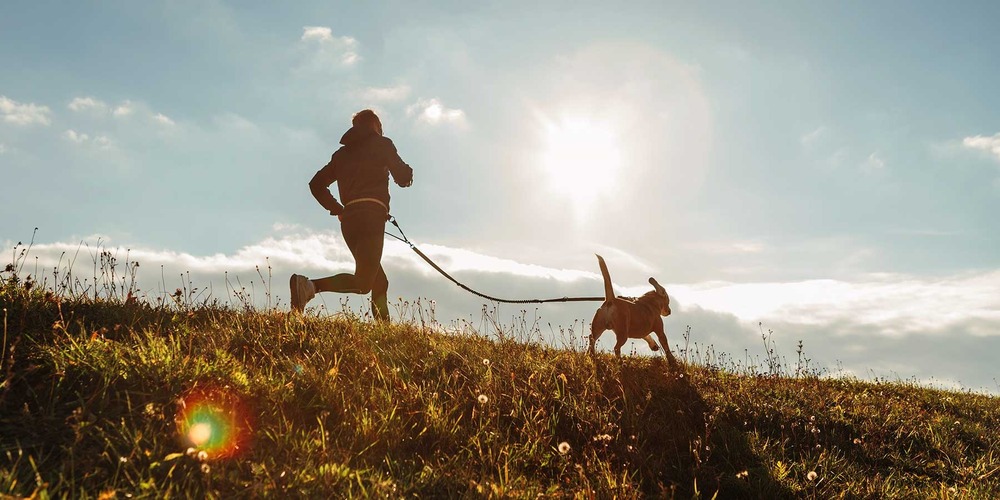 Purebred dog standing in a show pose