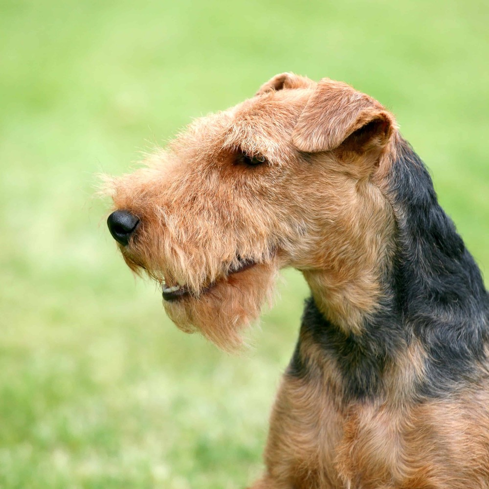 Welsh Terrier sitting alertly