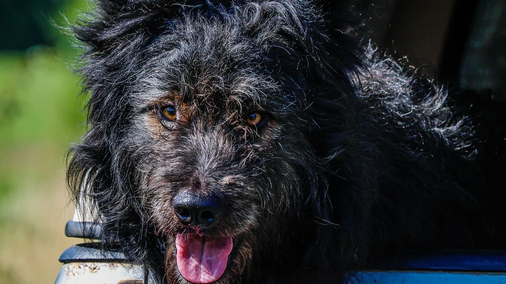 Mudi standing with curly coat visible