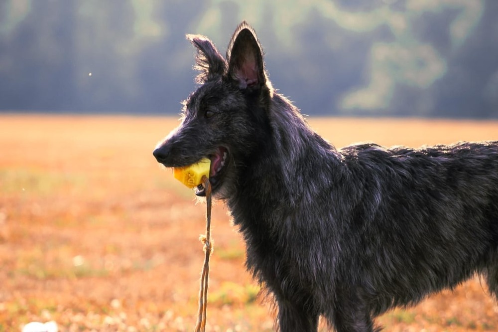 Rough-coated Bouvier des Ardennes with alert expression
