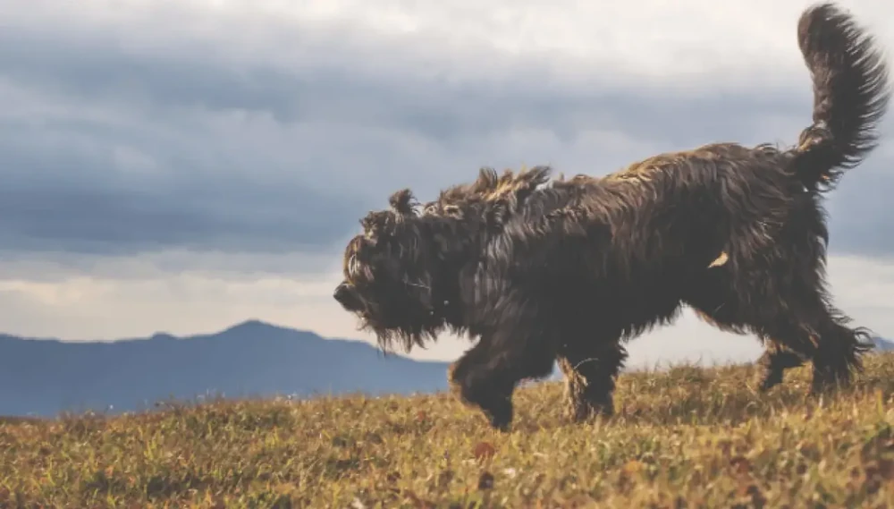 Bergamasco Sheepdog standing in profile