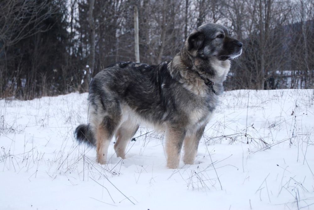 Karst Shepherd Dog moving through grass