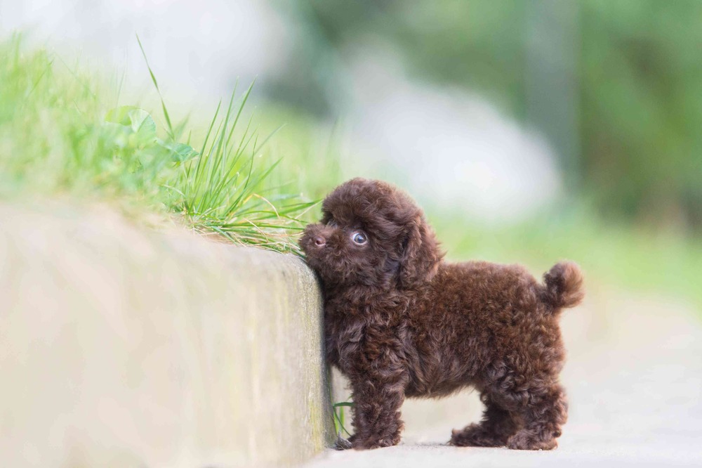 Toy Poodle walking on lead