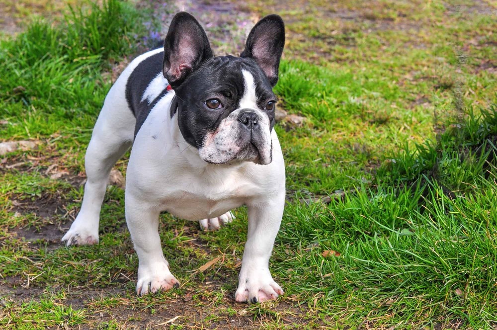 Australian Bulldog standing outdoors