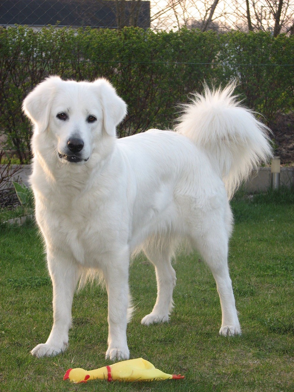 White guardian dog moving across open ground