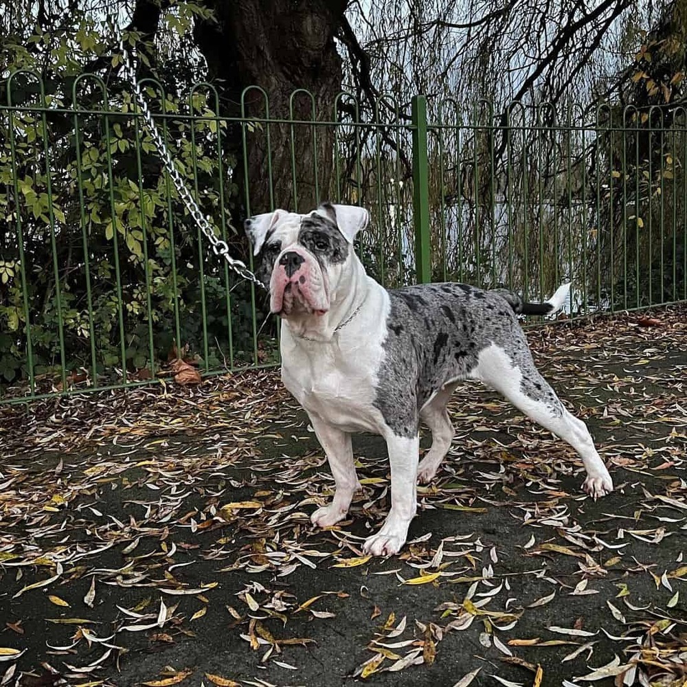 Alapaha Blue Blood Bulldog head and shoulders