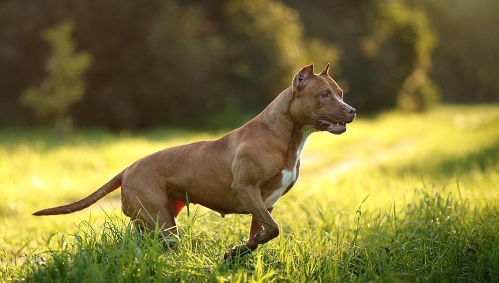 Short coated terrier type dog sitting calmly