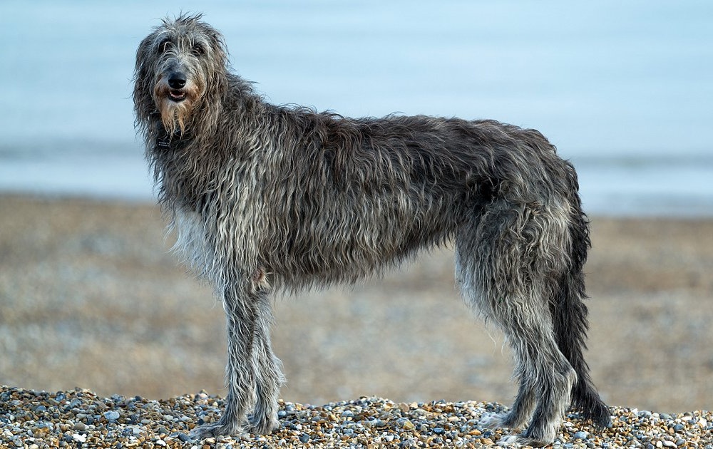 Scottish Deerhound walking on lead