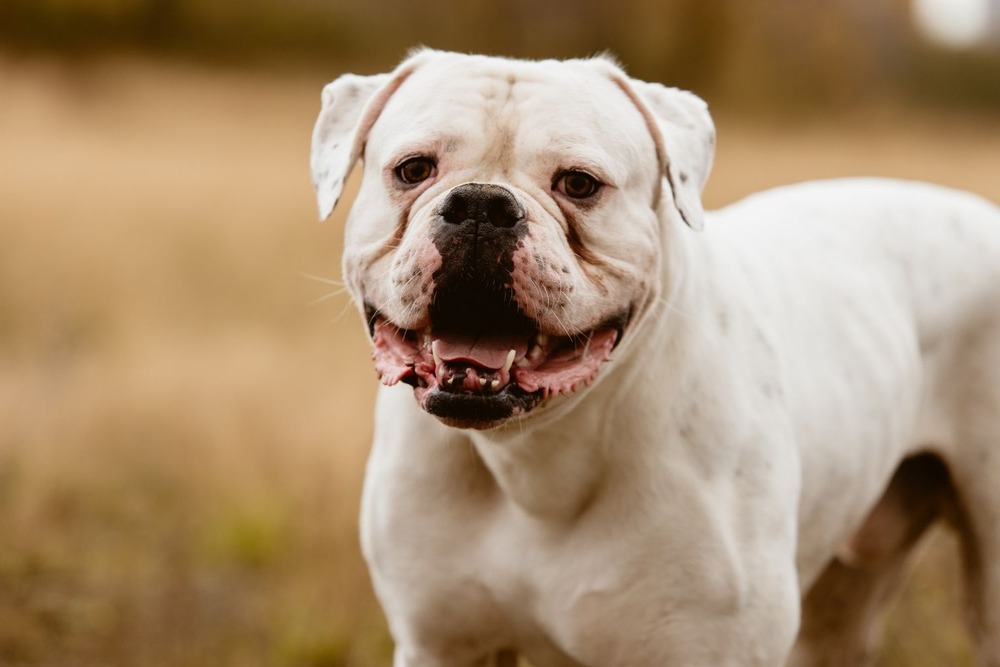 American Bulldog standing outdoors