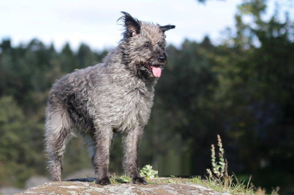 Bouvier des Ardennes standing outdoors