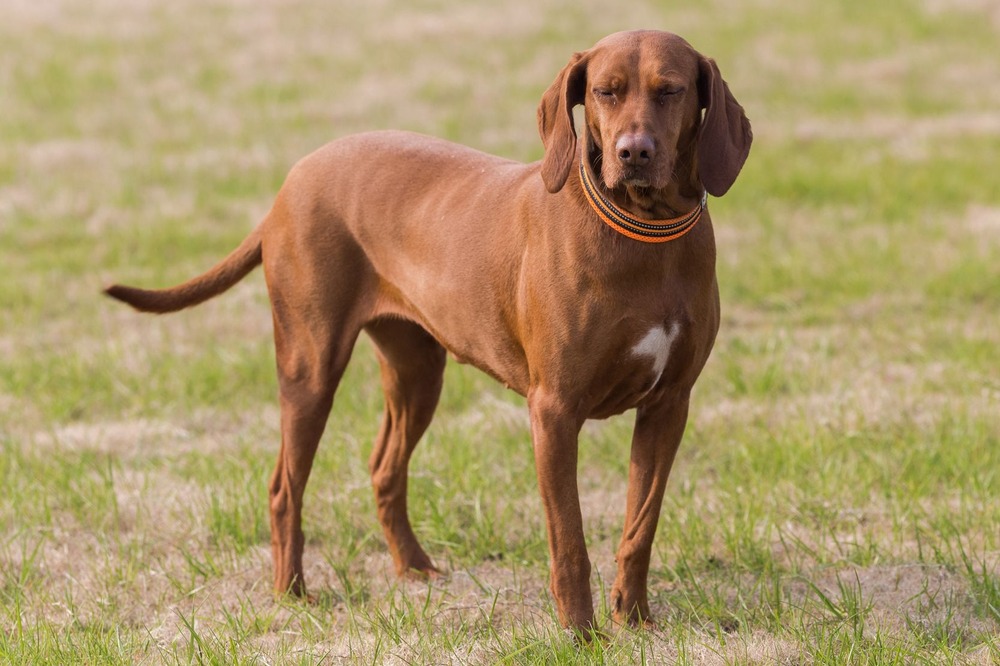 Redbone Coonhound looking alert