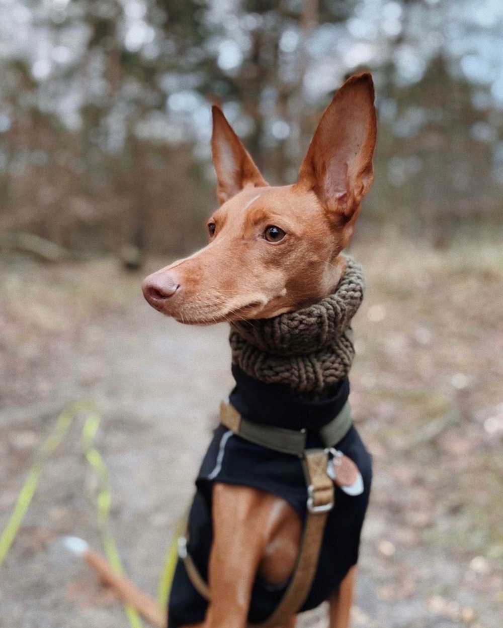 Podenco Valenciano resting comfortably