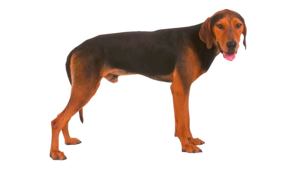 Greek Harehound moving through grass